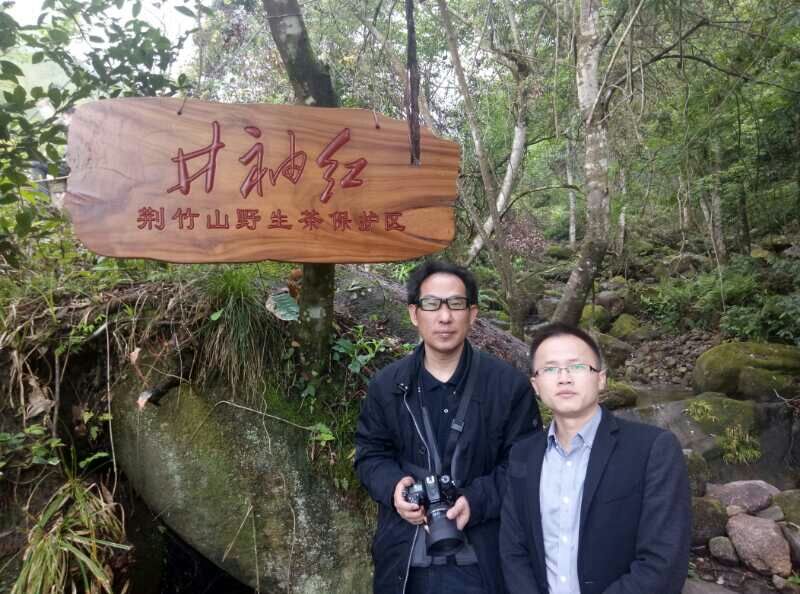 CCTV我愛你中華欄目總編靳新國到井岡山“井袖紅”野生茶基地考察