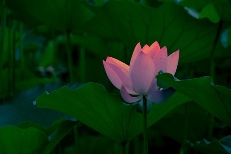 靳紫夢(mèng)學(xué)拍——蓮花池公園的荷