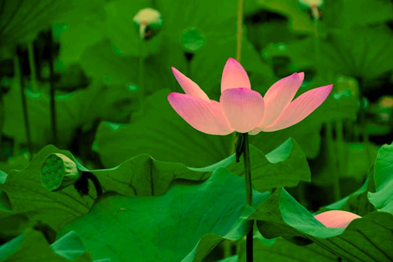 靳紫夢(mèng)學(xué)拍——蓮花池公園的荷