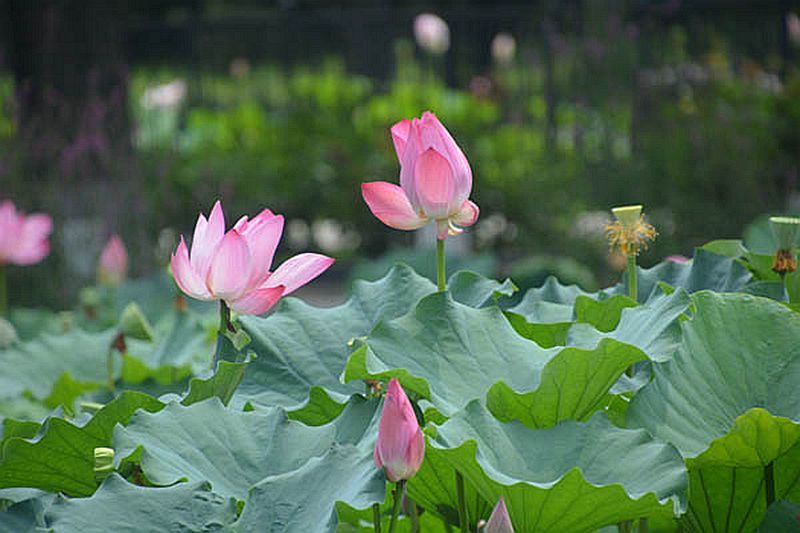 靳紫夢(mèng)學(xué)拍——蓮花池公園的荷