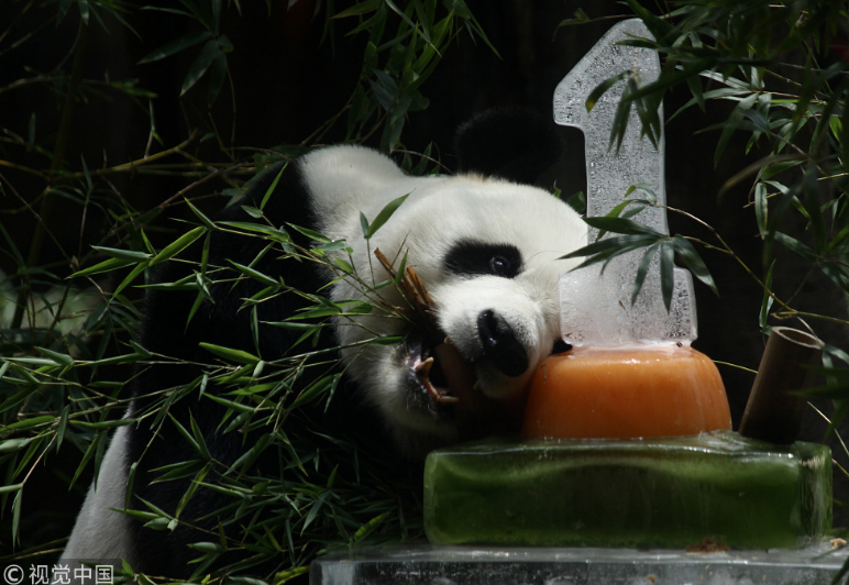 中國大熊貓落戶印尼滿一年 動(dòng)物園準(zhǔn)備“蛋糕”慶祝