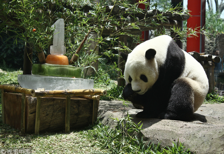 中國大熊貓落戶印尼滿一年 動(dòng)物園準(zhǔn)備“蛋糕”慶祝