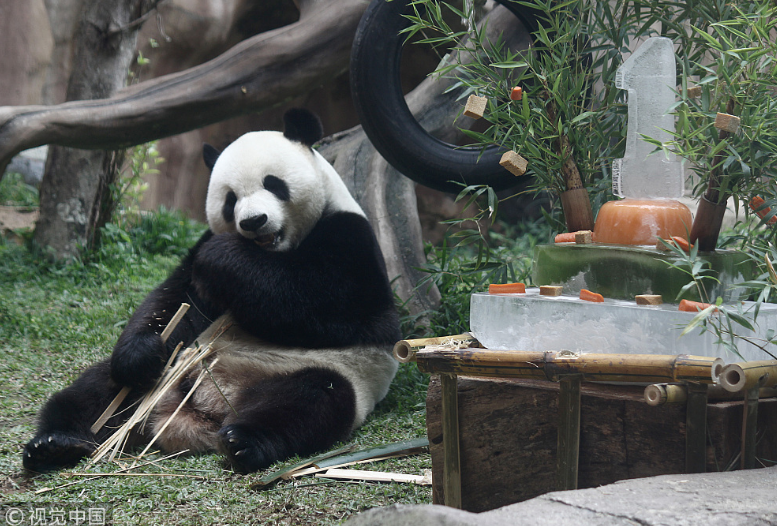 中國大熊貓落戶印尼滿一年 動(dòng)物園準(zhǔn)備“蛋糕”慶祝