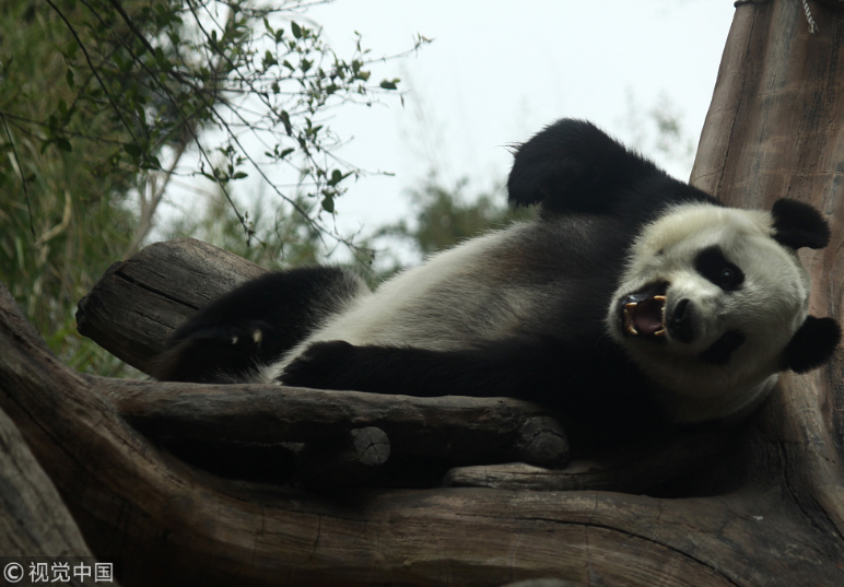 中國大熊貓落戶印尼滿一年 動(dòng)物園準(zhǔn)備“蛋糕”慶祝