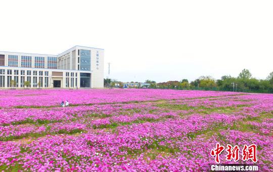 壯觀、粉色浪漫花海 