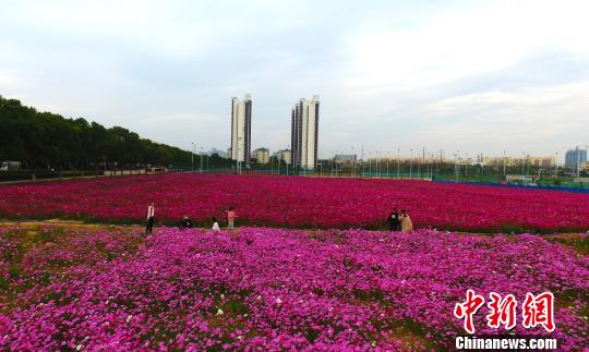 江西一高?，F(xiàn)粉色浪漫花海場(chǎng)面壯觀