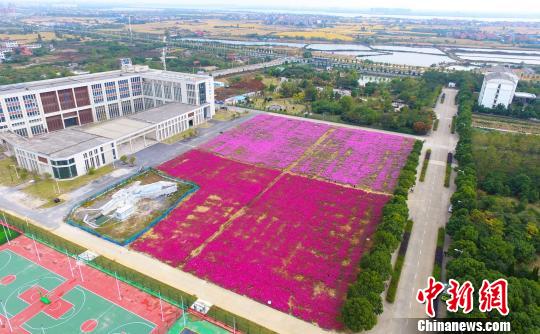 壯觀、粉色浪漫花海 