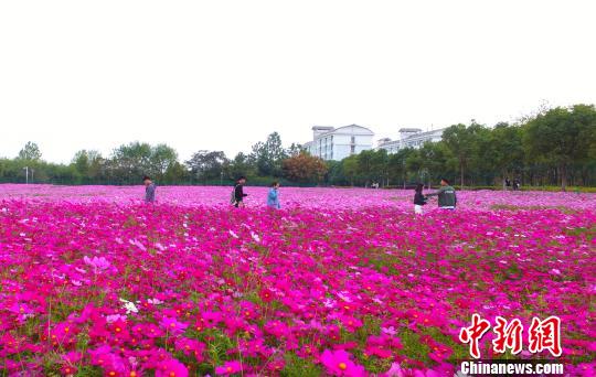 壯觀、粉色浪漫花海 