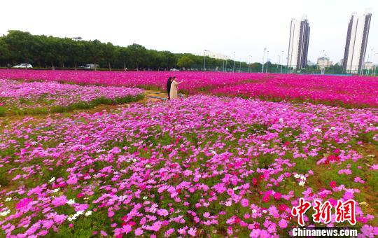 壯觀、粉色浪漫花海 