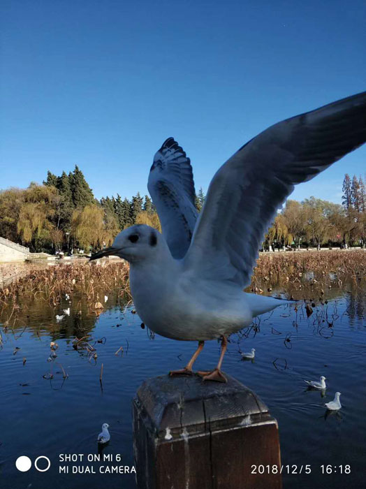 云南昆明大觀公園的海鷗——任彤手機拍圖