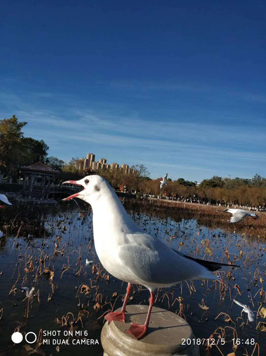 云南昆明大觀公園的海鷗——任彤手機拍圖