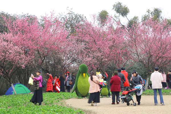 成都植物園春來早 賞花時正好