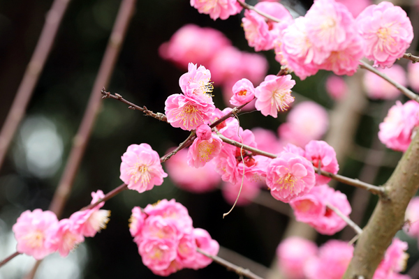 成都植物園春來早 賞花時正好