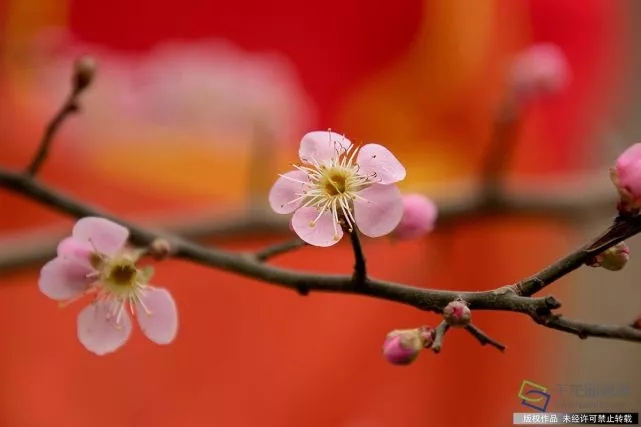 春天來了！京城六大賞梅地芬芳你的初春