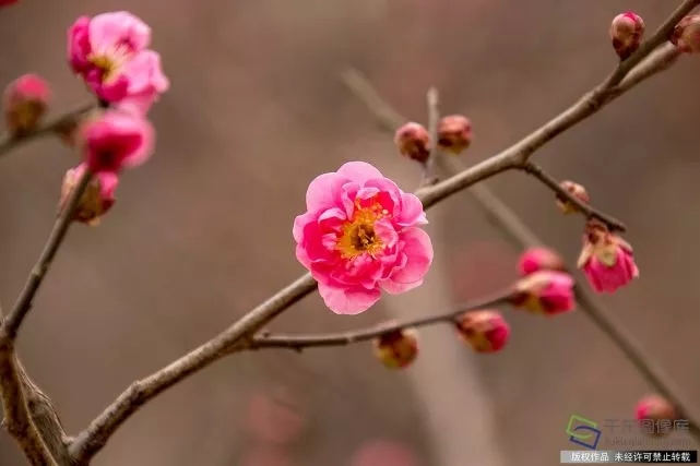 春天來了！京城六大賞梅地芬芳你的初春