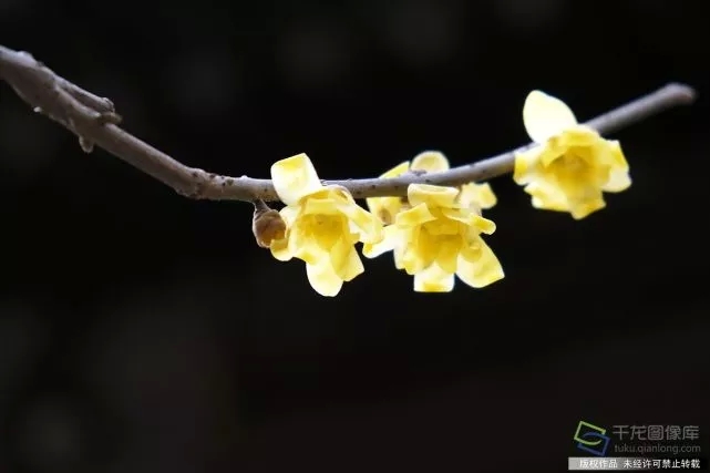 春天來了！京城六大賞梅地芬芳你的初春