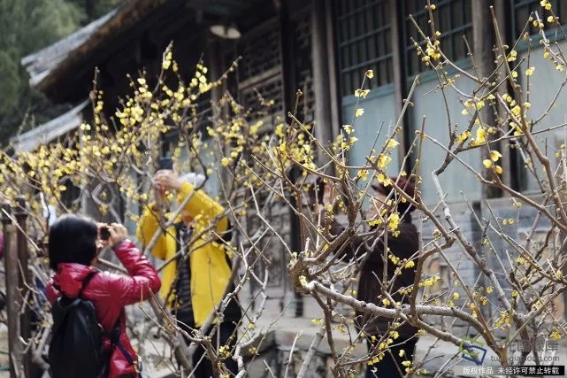 春天來了！京城六大賞梅地芬芳你的初春