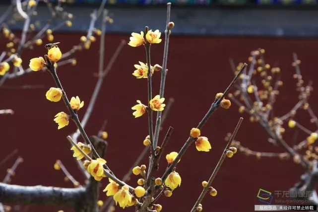 春天來了！京城六大賞梅地芬芳你的初春