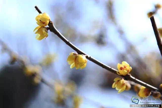 春天來了！京城六大賞梅地芬芳你的初春