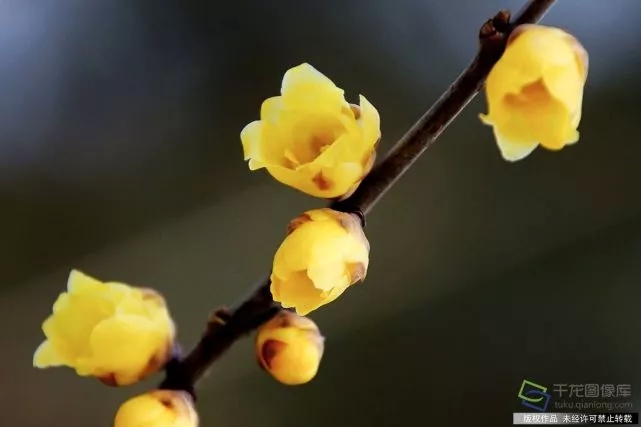 春天來了！京城六大賞梅地芬芳你的初春