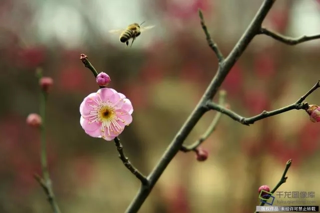 春天來了！京城六大賞梅地芬芳你的初春