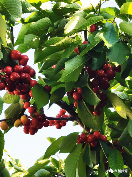 2019紅樓夢(mèng)源吟詩節(jié)開幕式暨紀(jì)念曹雪芹誕辰305年櫻桃宴在海淀溫泉白家疃黛玉櫻桃園舉辦