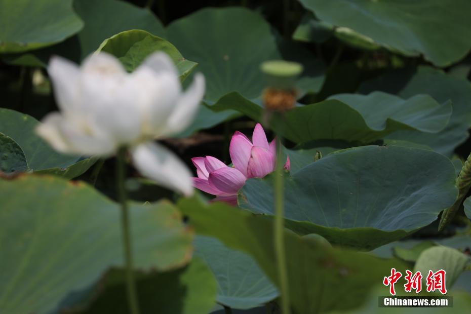 北京圓明園百年古蓮“復(fù)活”開(kāi)“新花”