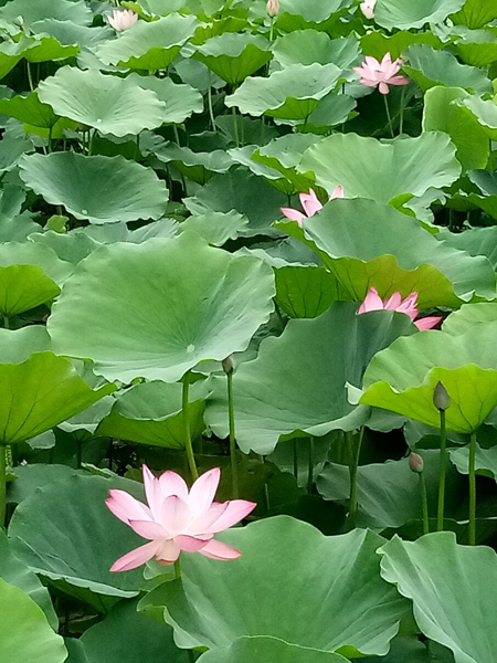 夏晨賞荷