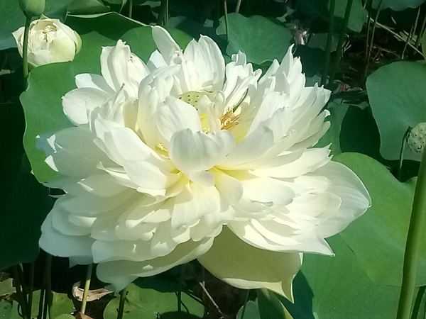 各種荷花一樣鮮