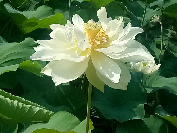 各種荷花一樣鮮