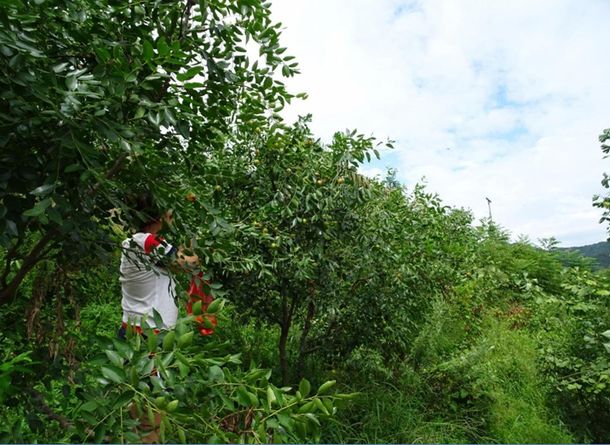 安徽太湖縣春草愛心聯(lián)盟慈善協(xié)會會員走進金夢灣生態(tài)農(nóng)莊