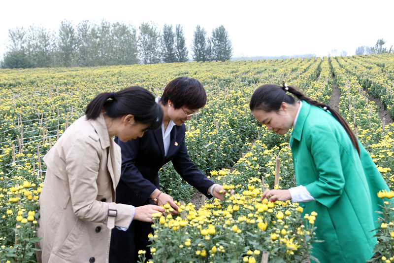 中國?固鎮(zhèn)2019首屆菊花文化旅游節(jié)10月26日將在固鎮(zhèn)縣濠城鎮(zhèn)盛大開幕