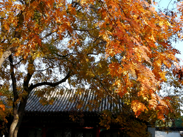 北海公園秋色濃