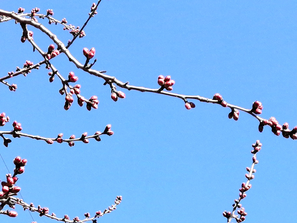 李月手機(jī)拍——庚子春公園山桃