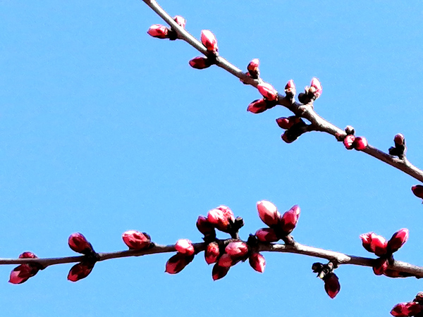 李月手機(jī)拍——庚子春公園山桃