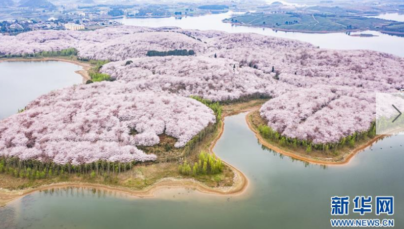 櫻花盛開(kāi)迎春至