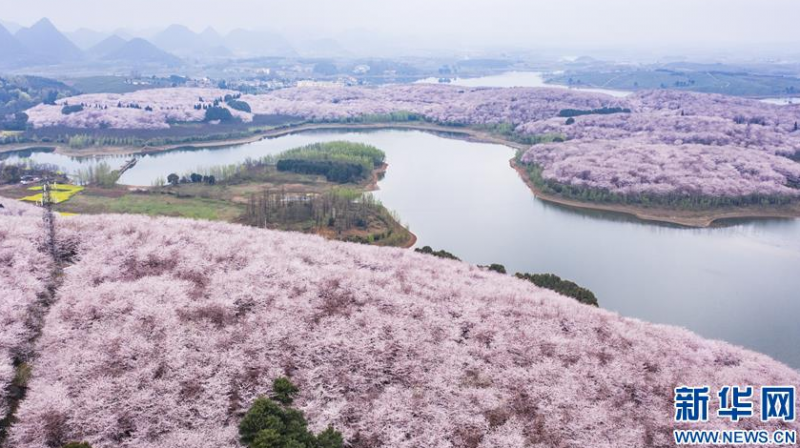 櫻花盛開(kāi)迎春至