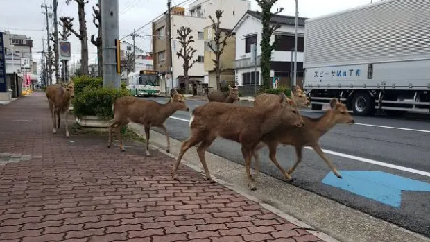 人類居家隔離，動物們開始走上街頭