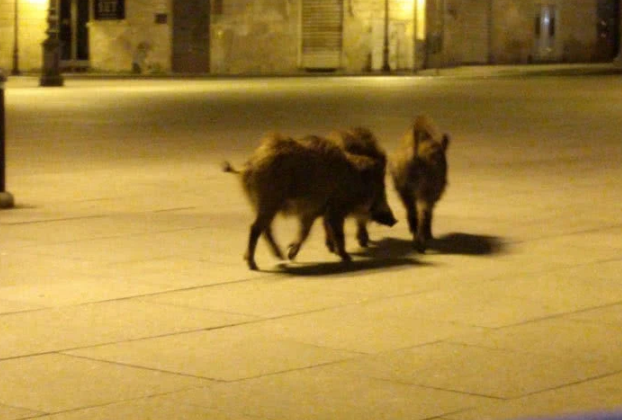 人類居家隔離，動物們開始走上街頭