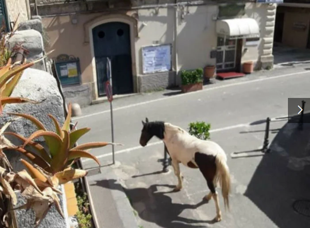 人類居家隔離，動物們開始走上街頭