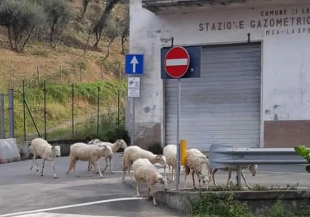 人類居家隔離，動物們開始走上街頭