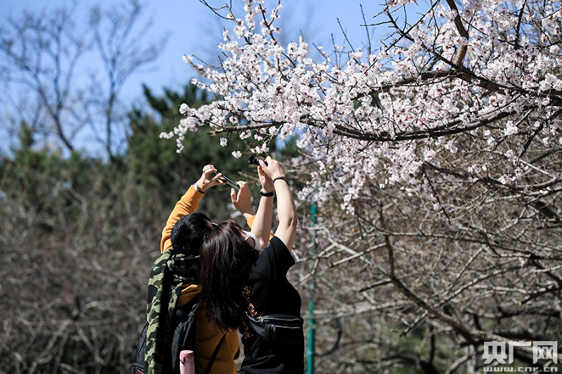 春到北京 花正開