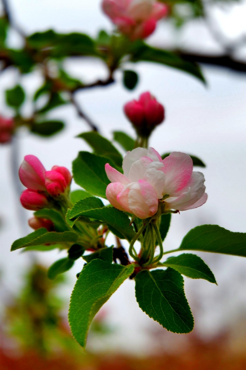 孫建軍攝影:“花之貴妃”——詩詞里的海棠花