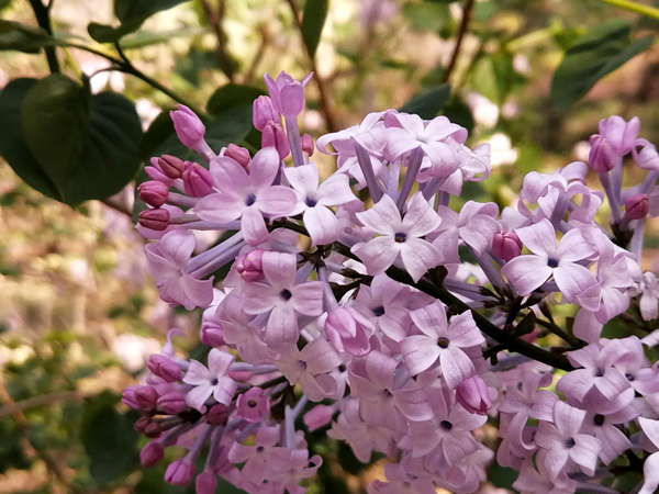 李月手機(jī)拍圖——北京植物園的春天