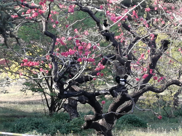 李月手機(jī)拍圖——北京植物園的春天