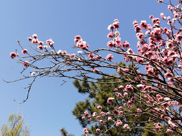 李月手機(jī)拍圖——北京植物園的春天