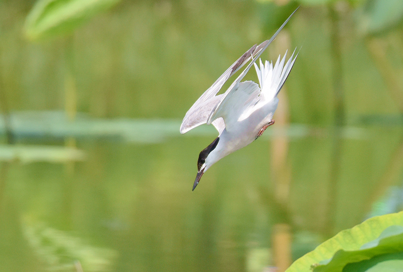 朱香順鏡頭記錄.燕鷗：鳥(niǎo)類飛遠(yuǎn)冠軍