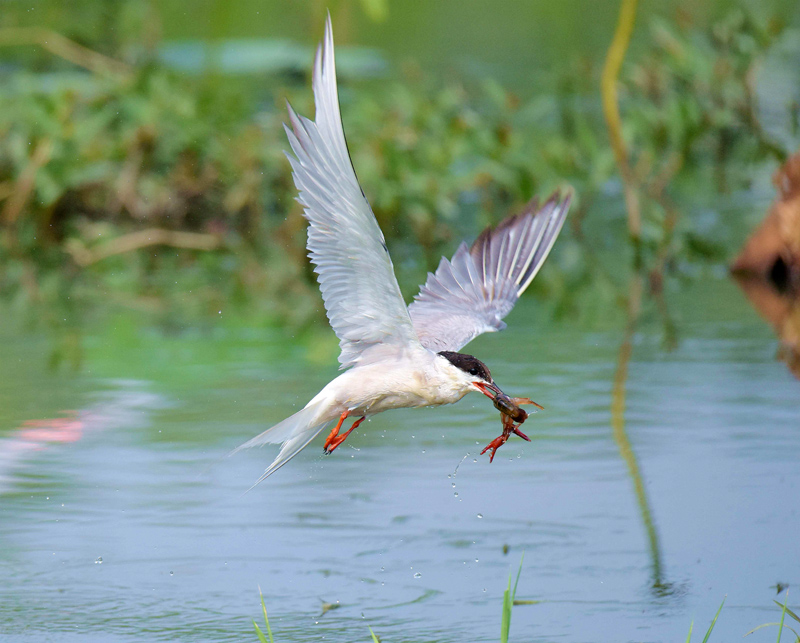 朱香順鏡頭記錄.燕鷗：鳥(niǎo)類飛遠(yuǎn)冠軍