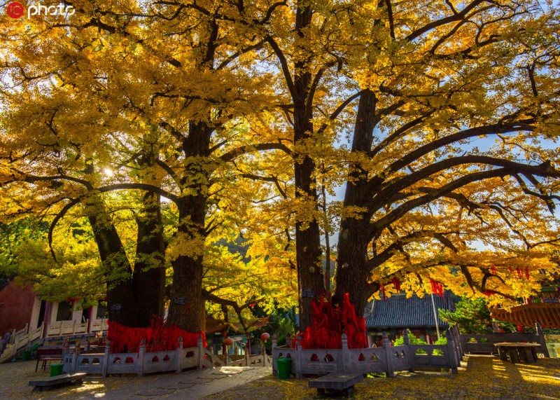 千年古剎——魯山文殊寺