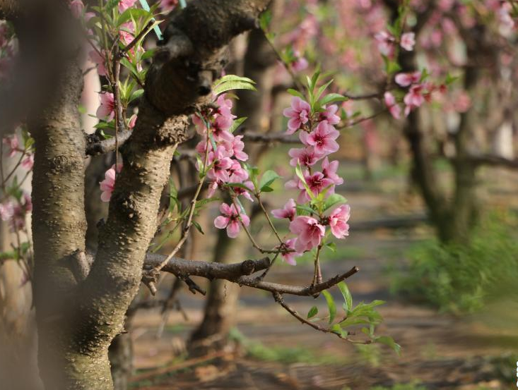 河北平泉：寒冬大棚桃花開